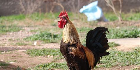 Rooster That Fell Over From Crowing Too Long Goes Viral In Turkey