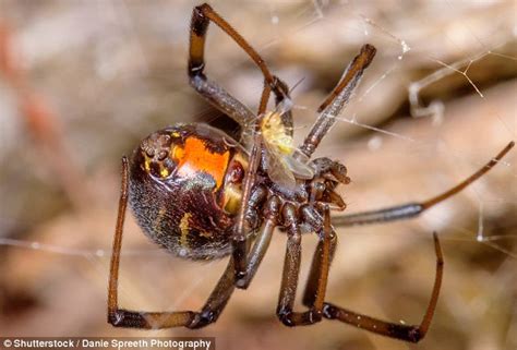 Male Spiders Prefer Having Sex With Older Females Daily