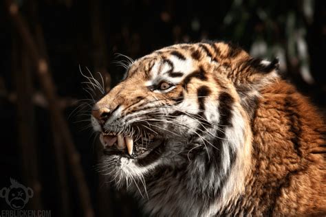 This Is One Angry Siberian Tiger With Large Fangs [amazing