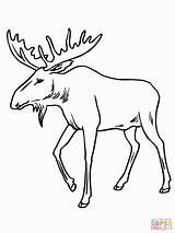 Coloring Pages Bull Elk Printable Getcolorings sketch template