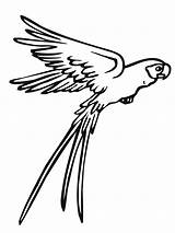 Papagaios Imagens Araras sketch template