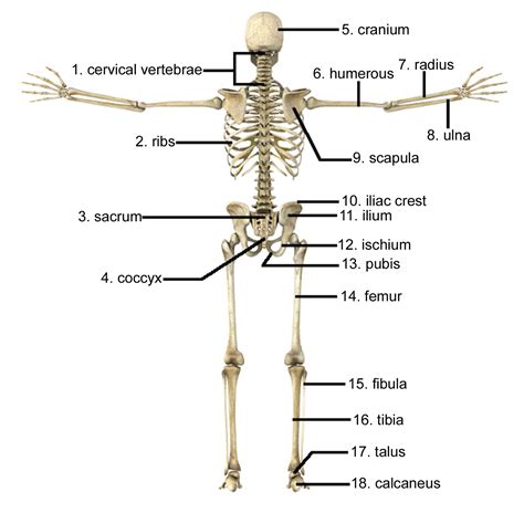 bones    spine examples  forms