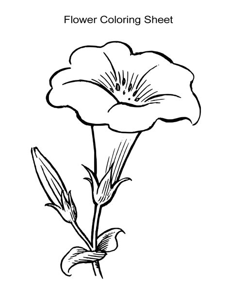 coloring sheets roses background