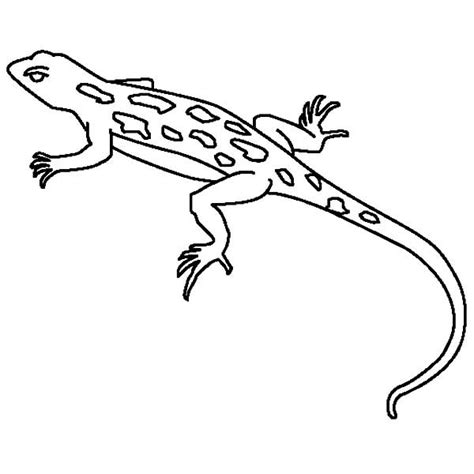 drawing lizard coloring pages  print  coloring pages