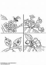 Coloring Pollinate Pages sketch template