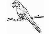 Papagaios Araras sketch template