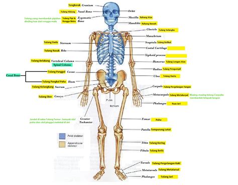 fakta tentang tulang manusia blogcask
