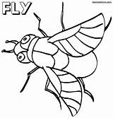 Fly Coloring Pages Book sketch template