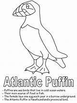 Puffin Coloring Newfoundland Puffins Bear Designlooter Songbirds Provinces sketch template