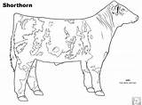 Coloring Pages Cattle Cow Shorthorn Beef Printable Angus Breed Livestock Sheets Hereford Animal Science Cows Archive Template sketch template