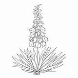 Yucca Yuca Filamentosa Esquema Bunch Adornado Aguja Brote Manojo Ornate Adán Aislados Hoja Alpinum Edelweiss Leontopodium Contorno Vettore Foglie Adan sketch template