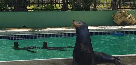 wilbur  sea lion helps  boy recover  smile  months