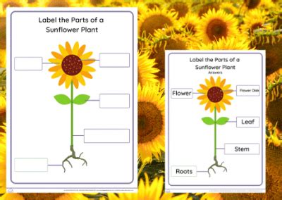 sunflower day label  parts   sunflower outdoor learning