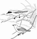 Warbler Shrike Bordar Yellowthroat Passaros Parulidae Supercoloring Designlooter Colouring 38kb 480px sketch template