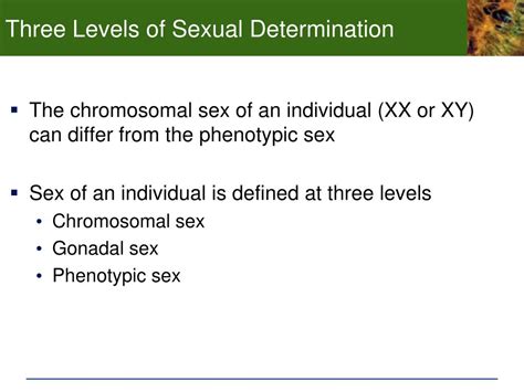 Ppt Chp 7 Development And Sex Determination 7 1 The Human