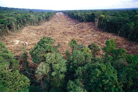 ghana pushes   efforts  reduce emissions  deforestation  business
