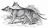 Thylacine Meredith Library Tasmanian Louise Tiger Anne sketch template