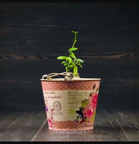 grow roses  stems growing roses planter pots rose