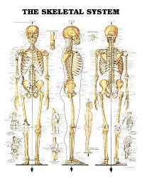 anatomical posters charts