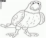 Tiberius Coloring Hawk sketch template