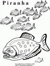Coloring Pages Piranha Shark Clark Fish Book Color Sheets Adult Stress Relieve Glow Watercolor America South Printable Stencils Needlework Printables sketch template
