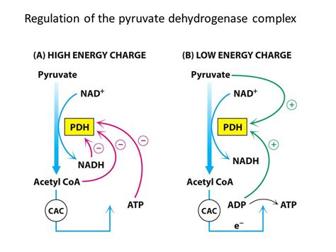 Solved Regulation Of The Pyruvate Dehydrogenase Complex A