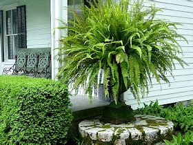 pure style home accessorizing  ferns