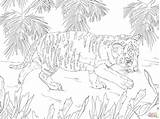 Tigre Colorare Disegni Cub Bianca Bengala Cucciolo Cubs Filhote Tigri Cuccioli Tigrotto Animali sketch template
