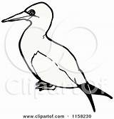Gannet Bird Illustration Lineartestpilot Royalty Clipart Cartoon Vector 2021 Clipground sketch template