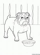 Coloring Pages Bulldog Dog French Colorat Desene Book Animals Caine Dogs Cute Color Planse Horse Colorkid Puppy Kids Pattern Teenagers sketch template