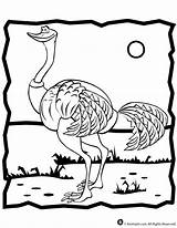 Avestruz Colorat Desene Ostrich Planse Strut Salbatice Pasari Jr Animale Avestruces Educative Trafic Woo sketch template