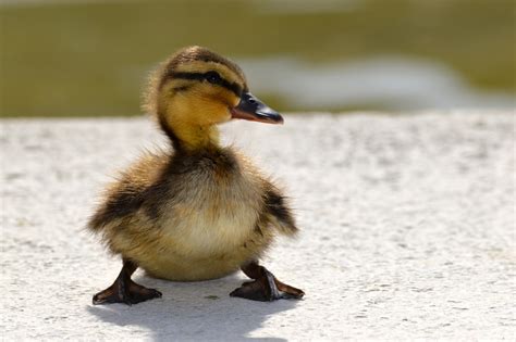 cute baby duck    facts animal hype