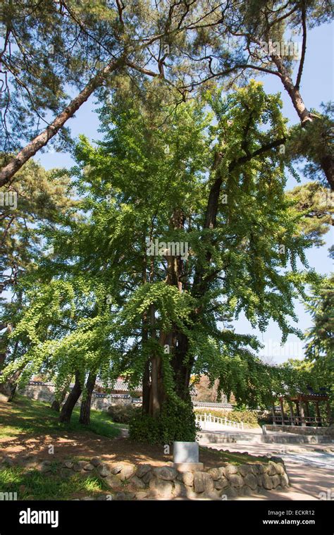 years  ginko tree  res stock photography  images alamy
