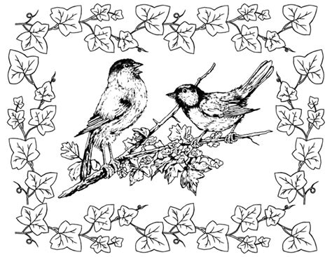 bird coloring pages  graphics fairy