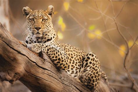 top  places   leopards  africa