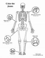 Joints Body Coloring Pages Basic Human Color Getcolorings Anatomy sketch template