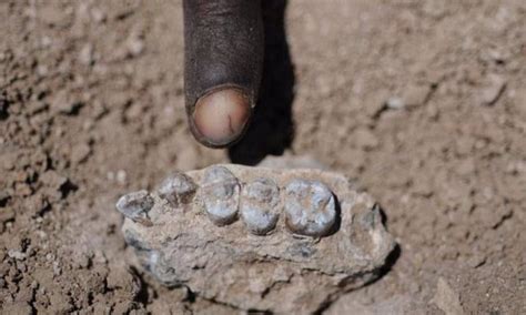 descubren  nuevo ancestro de hace mas de  millones de anos