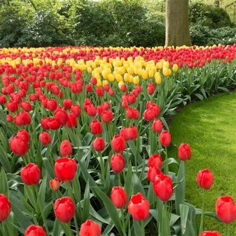 tulip apeldoorn golden apeldoorn red peppercorn tulips succulents condiments stuffed