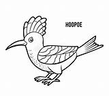 Hoopoe sketch template
