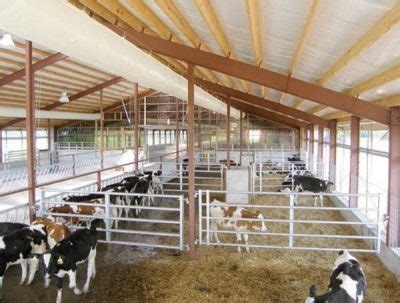 dairy calves   ease cattle supply challenge rmac