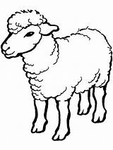 Ovca Mewarnai Domba Lamb Anak Bojanke Ayo Flock Gampang Tk Paud Nazad Momjunction Kasih Berkunjung Terima Semoga Bermanfaat Sheets sketch template