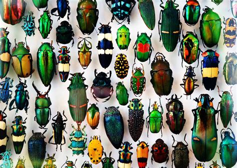 the world s insects are vanishing what does that really mean for humans