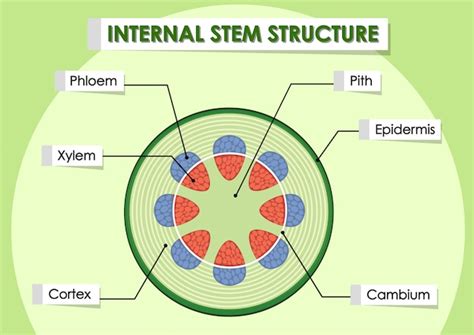 diagram showing internal stem structure vector