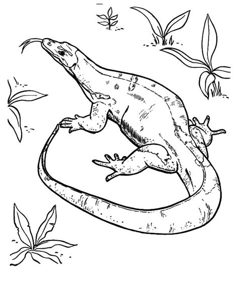 komodo dragon lizard coloring pages  print  coloring