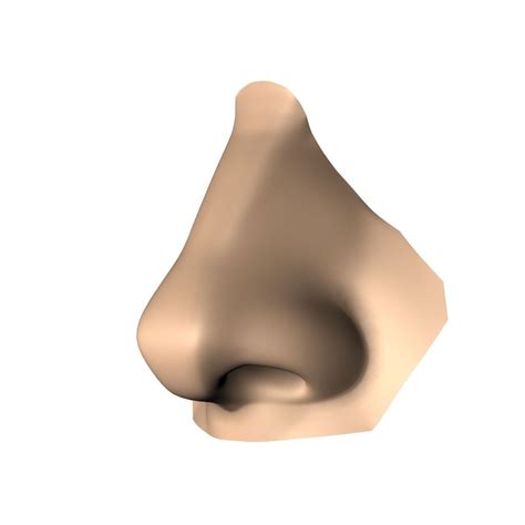 human nose  model cgtrader