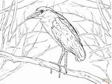 Coloring Pages Heron Night Crowned Printable Paper sketch template
