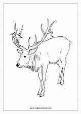 Coloring Christmas Pages Animals Animal Birds Reindeer Sheets Megaworkbook Sea Sheet Insects sketch template