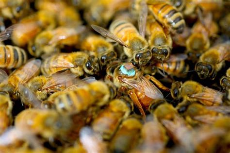 Male Honeybees Blind The Queen Bee During Sex By Injecting Her With