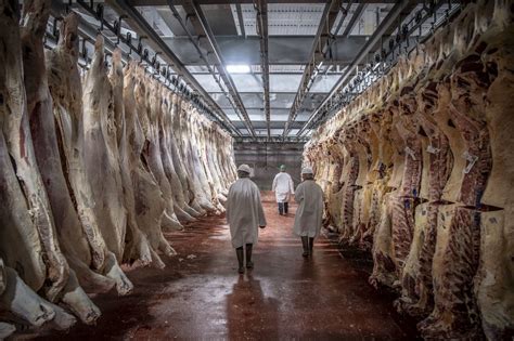 slaughterhouse  covid  workers  romania