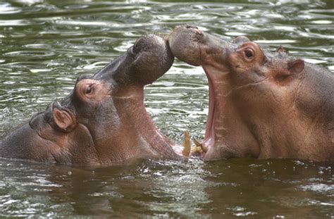 safaripark beekse bergen krijgt nijlpaarden en krokodillen tilburgcom